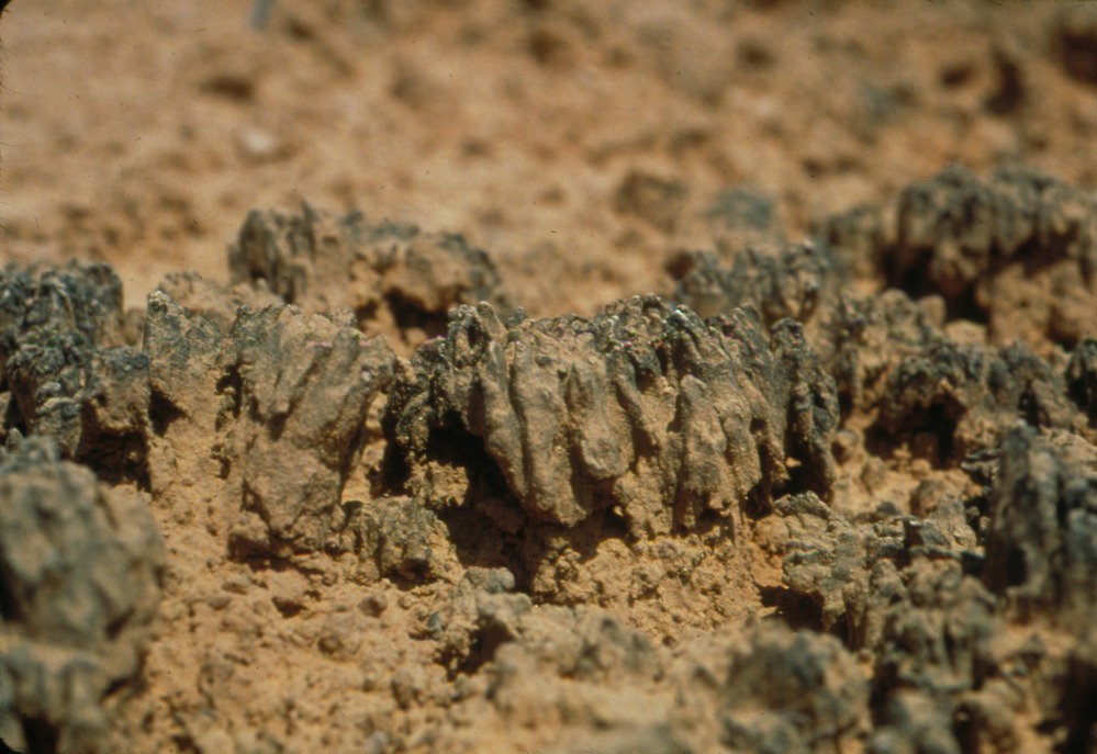 Cryptobiotic soil crust